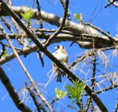 Carduelis carduelis