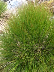 Oreojuncus trifidus