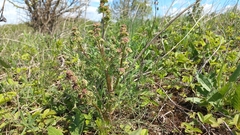 Trinia multicaulis