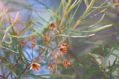 Lysicarpus angustifolius