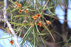 Lysicarpus angustifolius