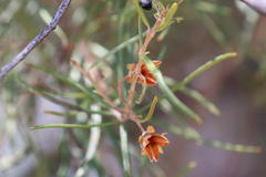 Lysicarpus angustifolius