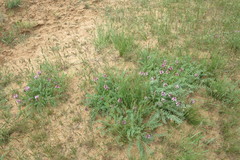 Astragalus physodes