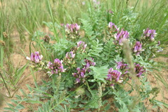 Astragalus physodes
