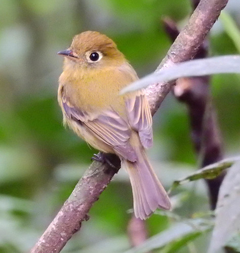 Yellowish Flycatcher