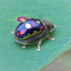 Paropsisterna annularis