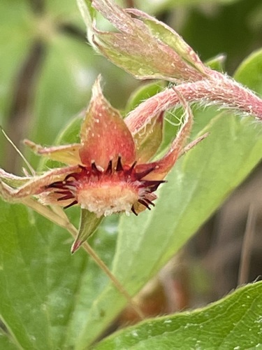 Paprastoji žemuogė nuotrauka
