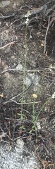 Sairocarpus coulterianus