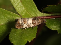 Notocelia trimaculana