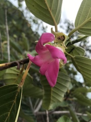 Dipterocarpus obtusifolius