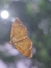Camptogramma bilineata