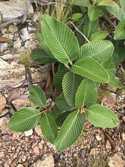 Dipterocarpus obtusifolius