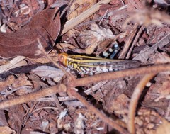 Zebratula flavonigra