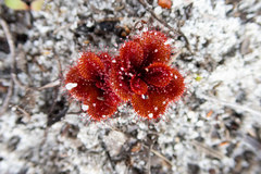 Drosera rosulata