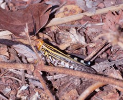 Zebratula flavonigra