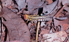 Zebratula flavonigra