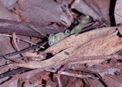 Ecphantus quadrilobus