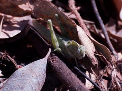 Ecphantus quadrilobus