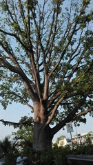 Enterolobium cyclocarpum