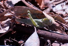 Ecphantus quadrilobus