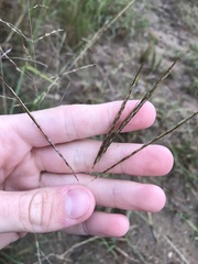 Bothriochloa insculpta