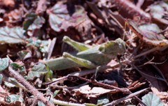 Ecphantus quadrilobus