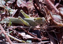 Ecphantus quadrilobus