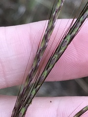 Bothriochloa insculpta