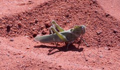 Ecphantus quadrilobus