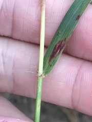 Bothriochloa insculpta