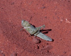 Ecphantus quadrilobus