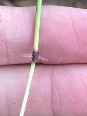 Bothriochloa insculpta