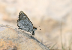 Caprona alida