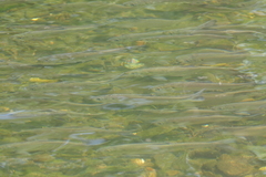 Alosa pseudoharengus