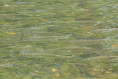Alosa pseudoharengus