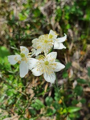 Thalictrum tuberosum