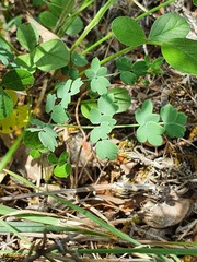Thalictrum tuberosum