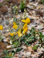 Coronilla minima