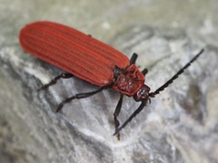 Lopheros rubens