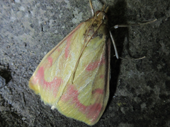 Ostrinia palustralis
