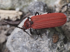 Lopheros rubens