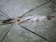 Tipula coquilletti