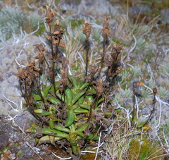Gentianella angustifolia