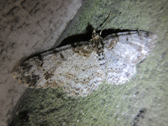 Protoboarmia simpliciaria