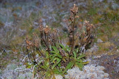 Gentianella angustifolia