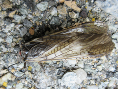 Pteronarcys sachalina