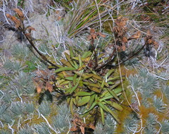 Gentianella angustifolia