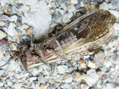 Pteronarcys sachalina