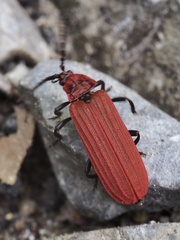 Lopheros rubens