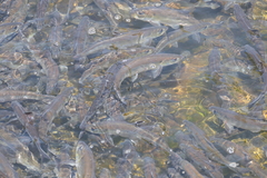 Alosa pseudoharengus